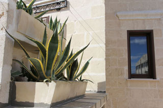 Agave